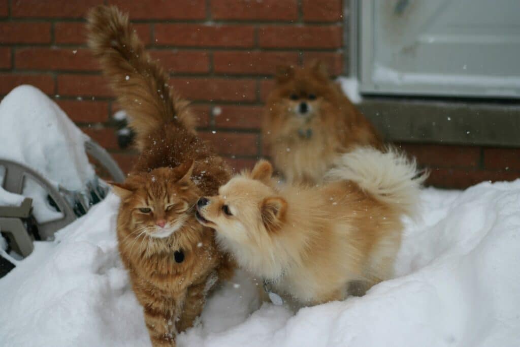 Cats and dogs in snow