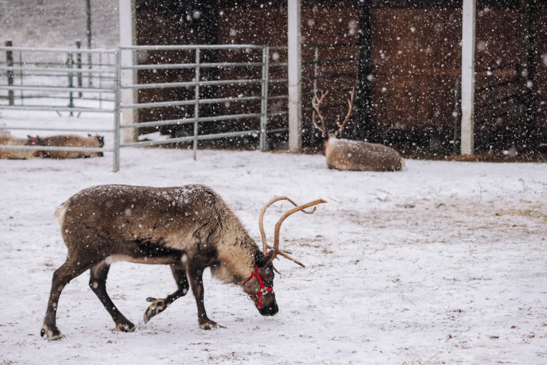 Leavenworth Reindeer Farm.
