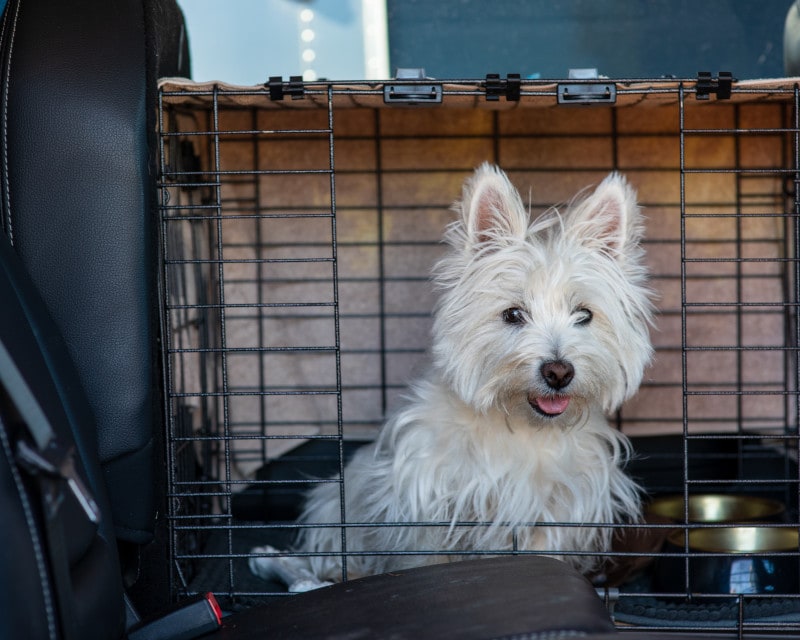 pet on road trip